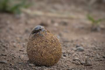 A male Dung Beetle sitting on his huge dung ball navigating and looking around, Kruger National Park. 