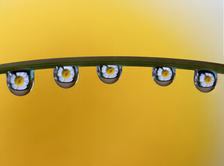 Macro of water drop droplets on a plant stork with a photo of a flower inside the water drops