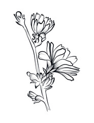 black and white hand-drawn drawing of a chicory flower vector - obrazy, fototapety, plakaty