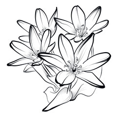 black and white hand drawing of tulips vector