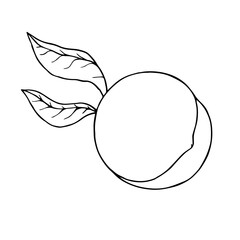 Linear sketch, outline of peach, nectarine fruit.Vector graphics.