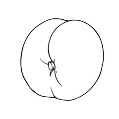 Linear sketch, outline of peach, nectarine fruit.Vector graphics.