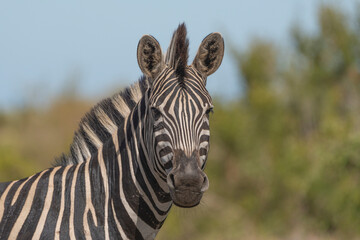 Fototapeta na wymiar A closeup of a Plains Zebra looking into the camera with blurred background, Kruger National Park. 