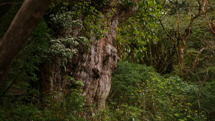 屋久島・縄文杉
