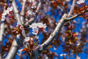 White blossom on the tree in focus. Spring blossom concept