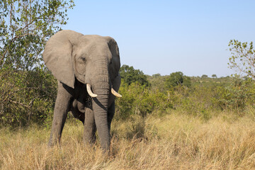 Fototapeta na wymiar Afrikanischer Elefant / African elephant / Loxodonta africana