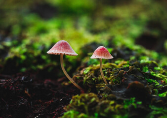 mushroom in the woods