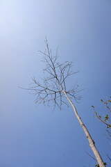 view from under a tree without leaves with blue sky in the morning.