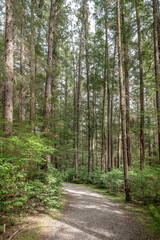 Footpath in the woodland at the Southeast Alaska Indian Cultural Center, Sitka, Alaska, USA