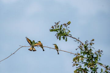 Three bee-eaters, with their striking plumage catching the morning light, stand perched on a sturdy branch. Their keen eyes scan the surroundings for insect prey, their delicate balance a testament to