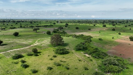 Fototapeta premium Seen from above, the African savanna is a breathtaking expanse of lush greenery, freshly revitalized by the recent rainfall. The verdant landscape sprawls across rolling hills and open plains, a vibra