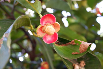 flowers from the mangosteen fruit plant that is blooming in the home garden. © Nurma