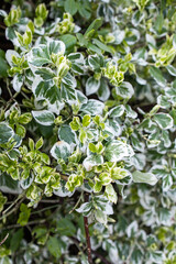 Green leafy background. Close up of a bush of a plant. Leafy wall