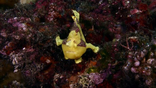 Warty Frogfish - Antennarius maculatus is resting at a coral reef. Sea life of Tulamben, Bali, Indonesia.