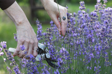 girl pruning lavender bush in the garden - 726495582