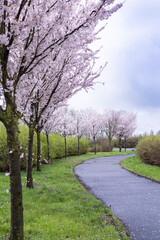 Sakura alley. Spring in the park. Tree in spring. Park path. Sakura. Spring flowering tree. Cloudy day and delicate cherry blossoms