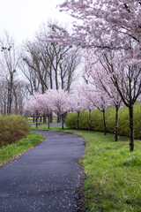 Fototapeta na wymiar Sakura alley. Spring in the park. Tree in spring. Park path. Sakura. Spring flowering tree. Cloudy day and delicate cherry blossoms
