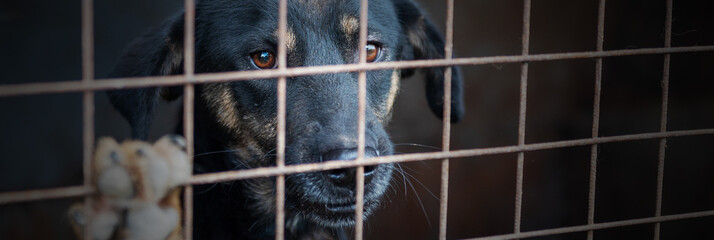 Dog in animal shelter waiting for adoption. Dog  behind the fences.