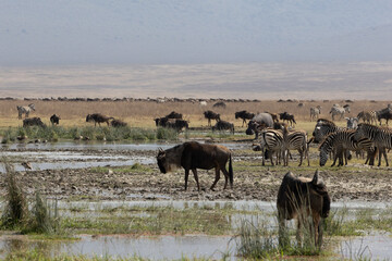 Naklejka na ściany i meble Wildebeests and zebras grazing in Ngorongoro Conservation Area, Tanzania