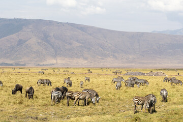 Wildebeests and zebras grazing in Ngorongoro Conservation Area, Tanzania