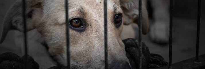 Dog in animal shelter waiting for adoption. Dog  behind the fences.