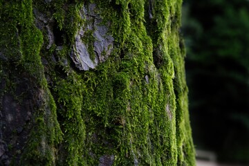 大樹に付く苔