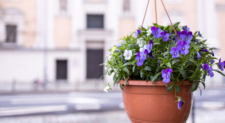Flowers in a pot. Violets. Flowers in pots on the street