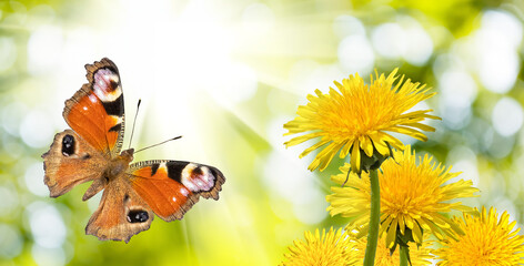 beautiful butterfly and flowers on a colorful blurred background