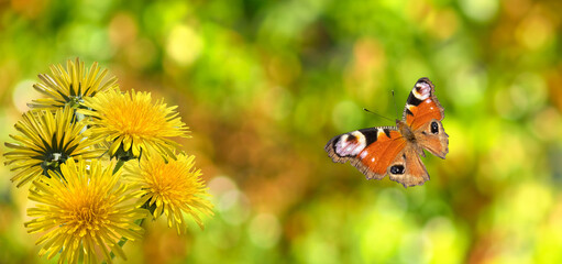 beautiful butterfly and flowers on a colorful blurred background