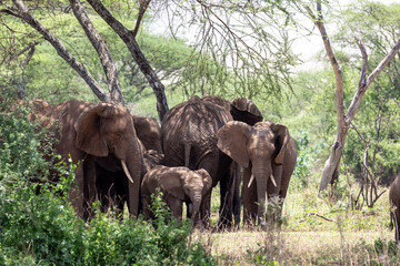 Herd of elephants under trees in Africa, Serengeti National Park under trees