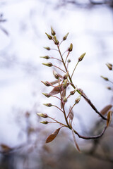 Amelanchier buds. Branch of a tree. White spring blossom. 