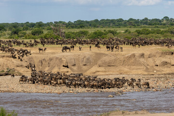 Fototapeta na wymiar Wildebeest crossing the Mara river in Serengeti national park, Tanzania. Great migration