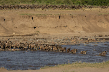 Wildebeest crossing the Mara river in Serengeti national park, Tanzania. Great migration