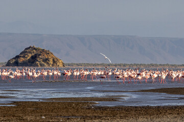 Lake Natron, the largest lake in the East African Rift Valley in Tanzania and to a small extent in Kenya, known for its pink flamingos