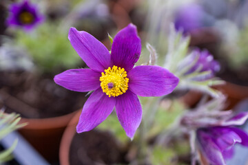 Purple flower. Pulsatilla vulgaris. Pasque Flower. Dream-Grass. Anemone pulsatilla (Ranunculaceae) - Powered by Adobe