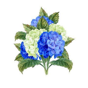 blue and white hydrangea flowers watercolor clip art preview