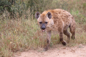 Tüpfelhyäne / Spotted hyaena / Crocuta crocuta