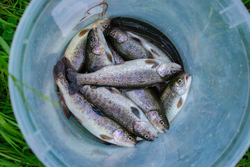 freshly caught trout