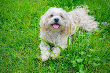 Happy puppy in the field