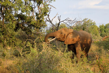 Fototapeta premium Afrikanischer Elefant / African elephant / Loxodonta africana