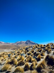 vegetation in the mountains