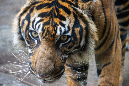 Tokyo, Japan, 31 October 2023: Close-up of a Tiger in Ueno Zoo.