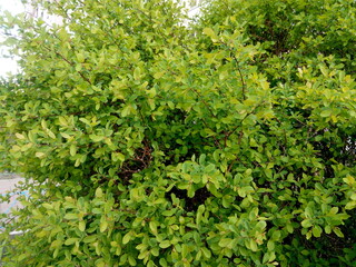 Obraz premium green leaves background