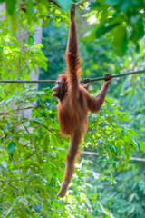 Obraz premium orangutans or pongo pygmaeus is the only asian great found on the island of Borneo and Sumatra