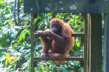 orangutans or pongo pygmaeus is the only asian great found on the island of Borneo and Sumatra