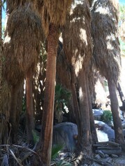 Intimate View Inside Palm Tree Oasis, Anza Borrego Desert State Park