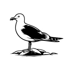 Seagull Bird, Seagull Svg, Seagull Png, Sea bird Svg Png, Seagull Cut File, Seagull silhouette, Seagull Clipart, Seagull Vector