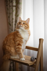 A photo of a beautiful red cat in the house.