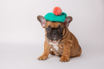 A cute funny French bulldog puppy in a knitted hat and scarf sits on a white background