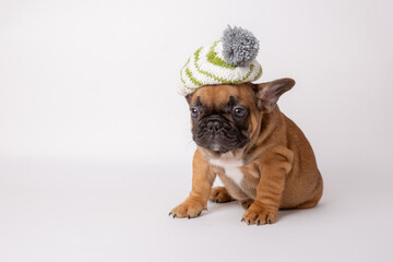 A cute funny French bulldog puppy in a knitted hat and scarf sits on a white background